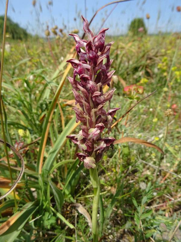 Anacamptis coriophora subsp. fragans..........Gargano